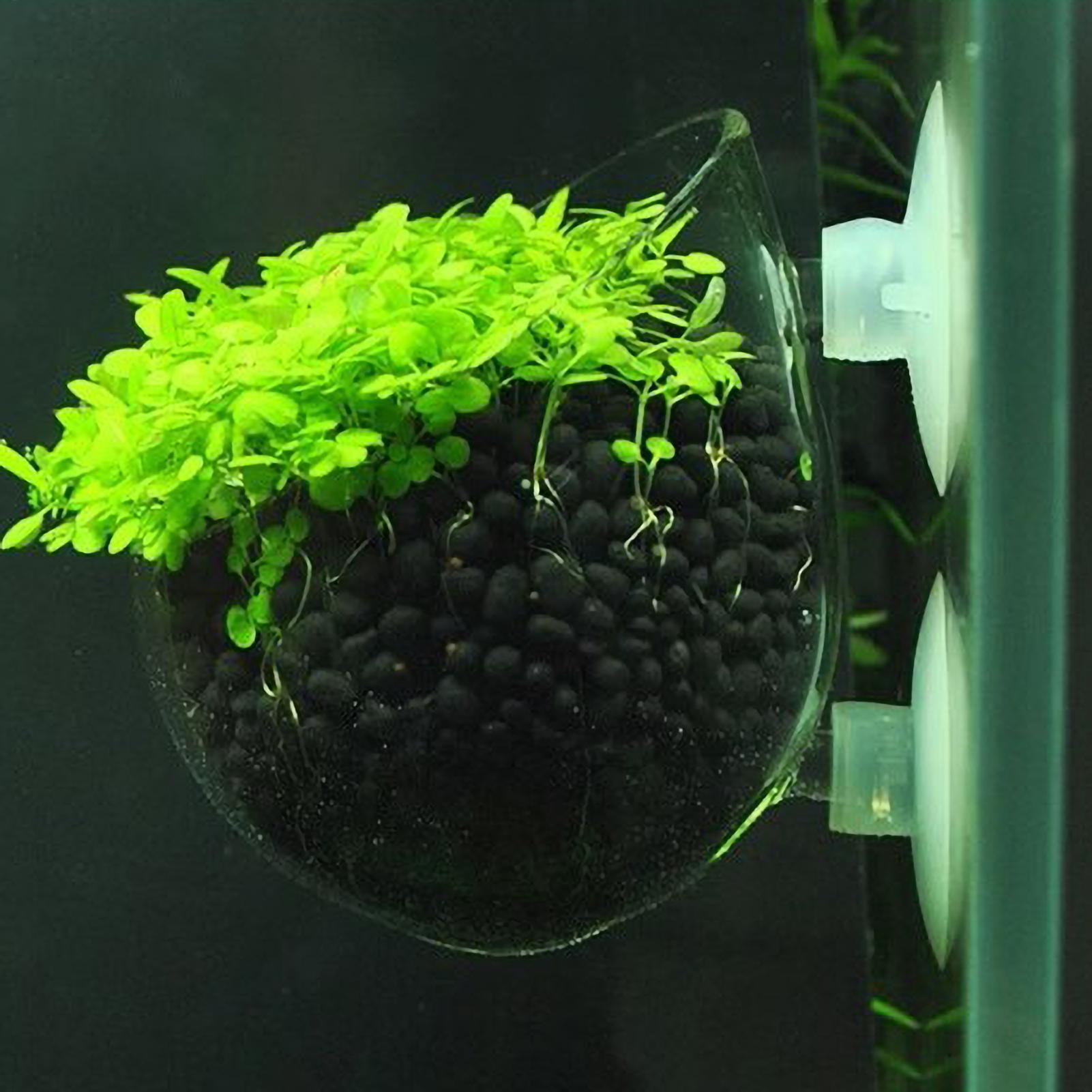 Aquarium Plant Live - Aquarium-Pflanzenhalter Glas-Wasserpflanzentopf mit Saugnäpfen Lebende Pflanzen