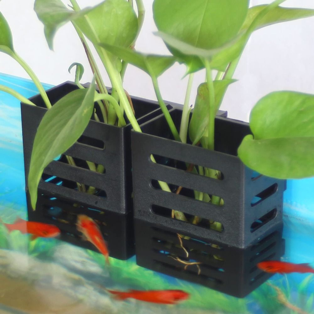 Emersed Plants Aquarium - Hydro ponik Aquarium Glas Pflanzen halter