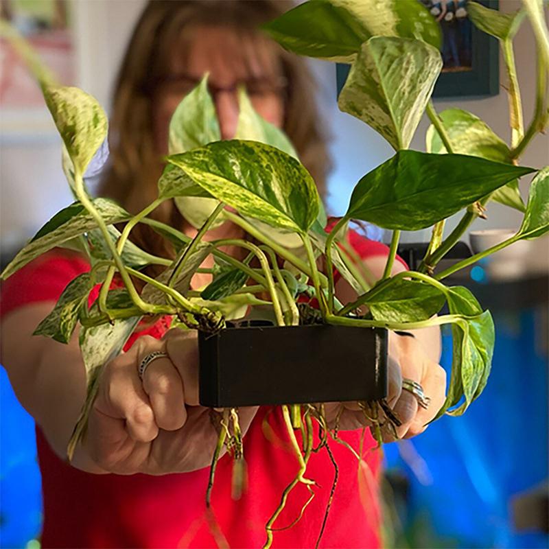 Aquarium Planted Setup - 1 2 3 Stück Aquarium-Pflanzenstützkorb Kultivierungsregal