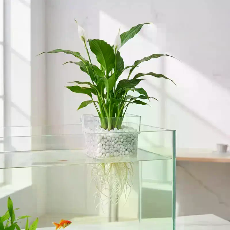 Aquarium Pflanzenhalter 2 5 10 – Aquarium Plant Roots Bewertung und Preis