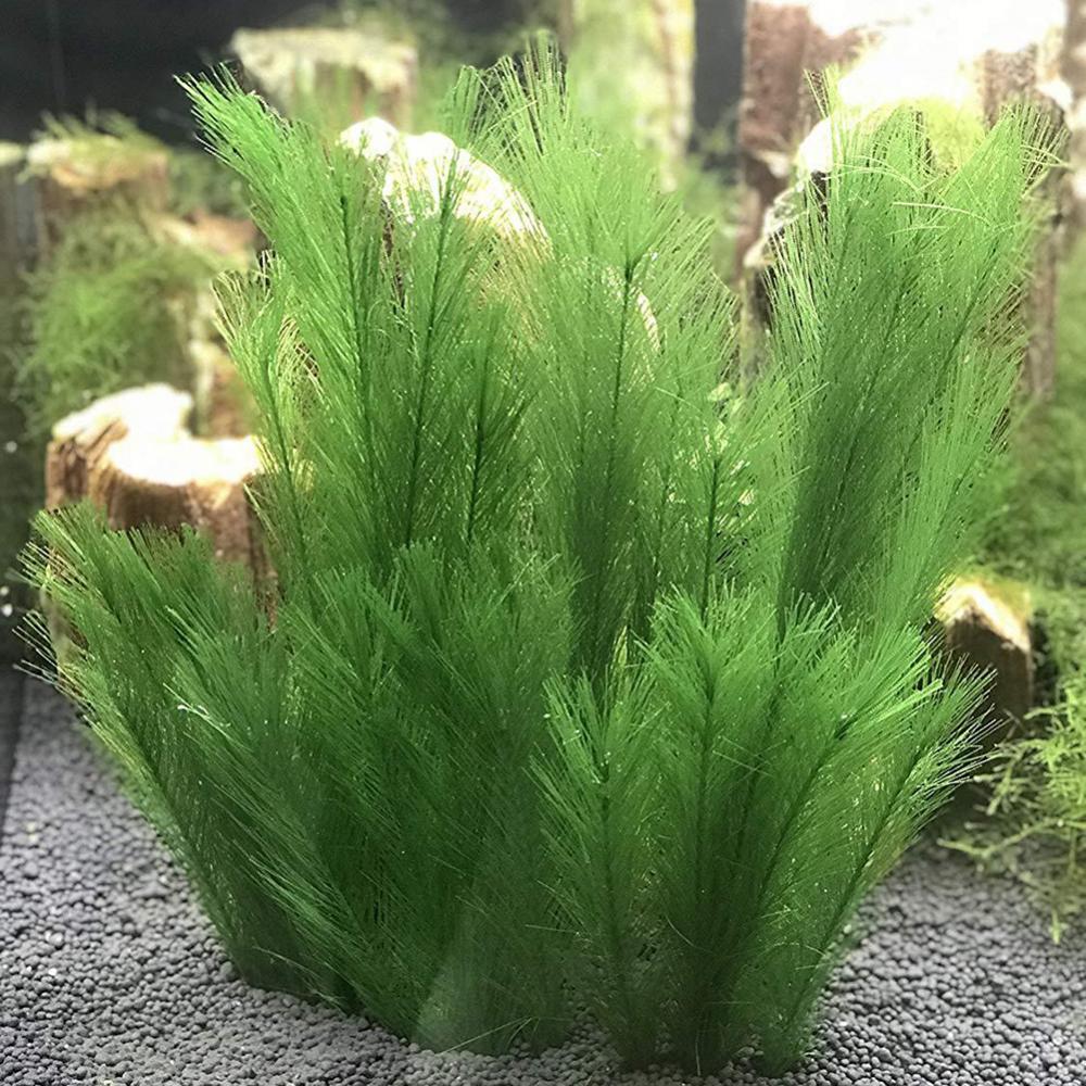 1/3Pcs 28/40cm Aquarium Aquari – Aquarium Plant Live Bewertung und Preis