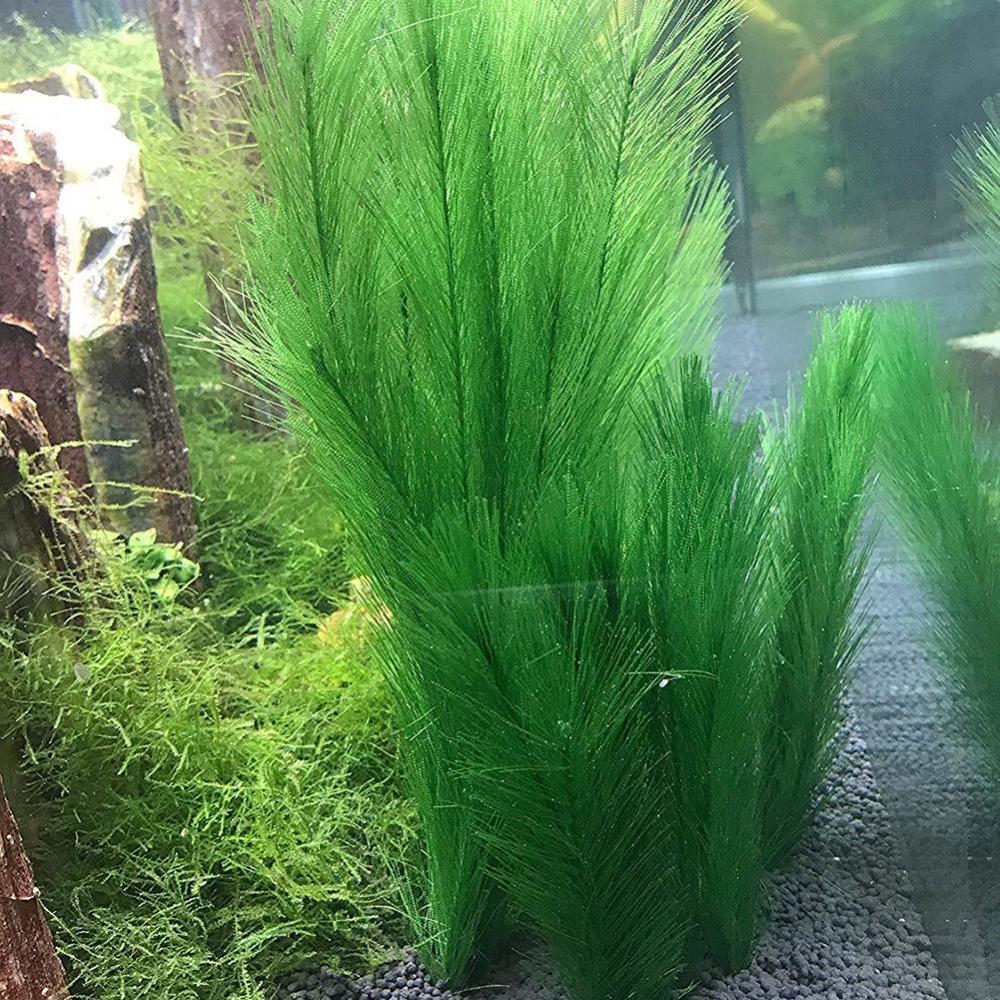 1/3Pcs 28/40cm Aquarium Aquari – Aquarium Plant Live Bewertung und Preis