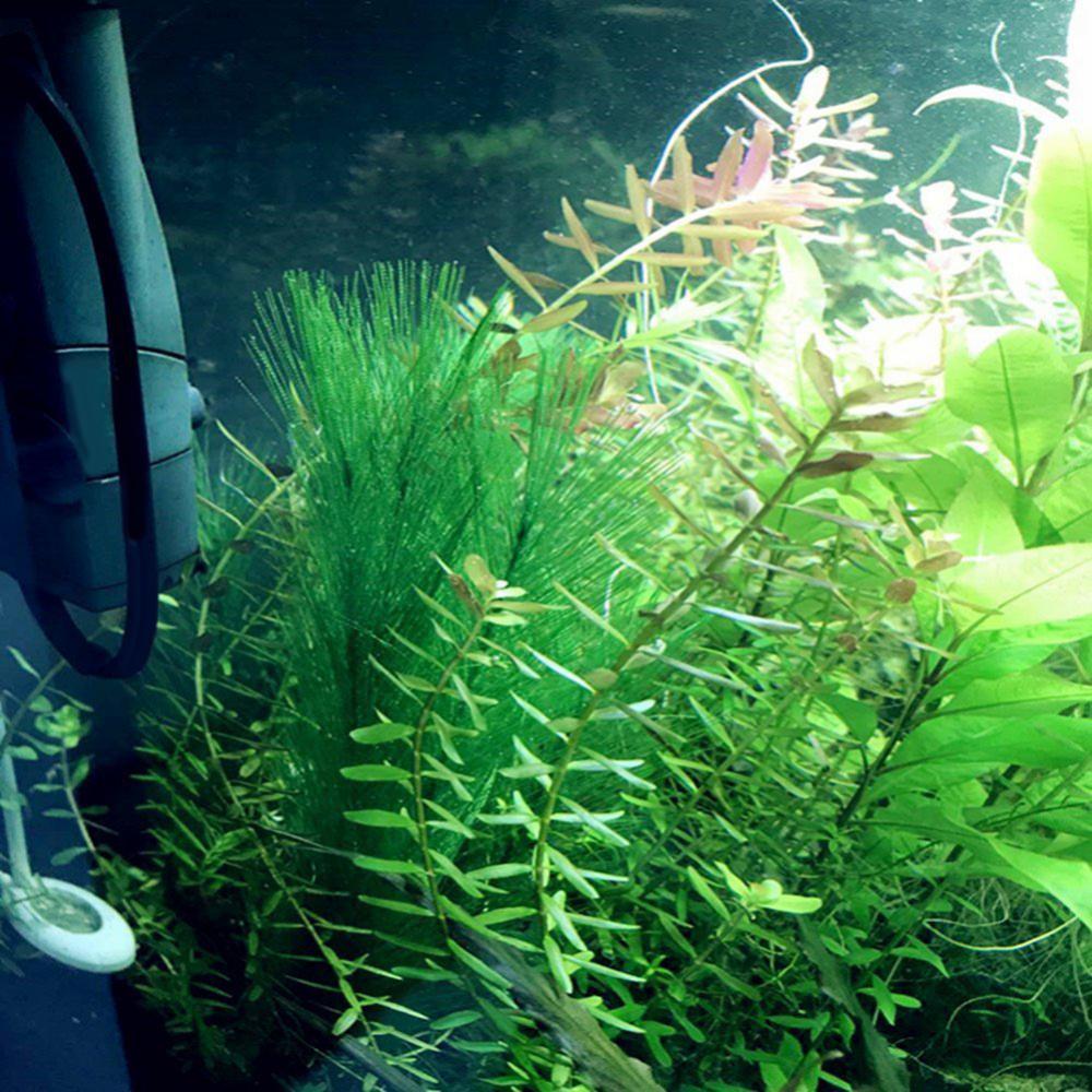 1/3Pcs 28/40cm Aquarium Aquari – Aquarium Plant Live Bewertung und Preis