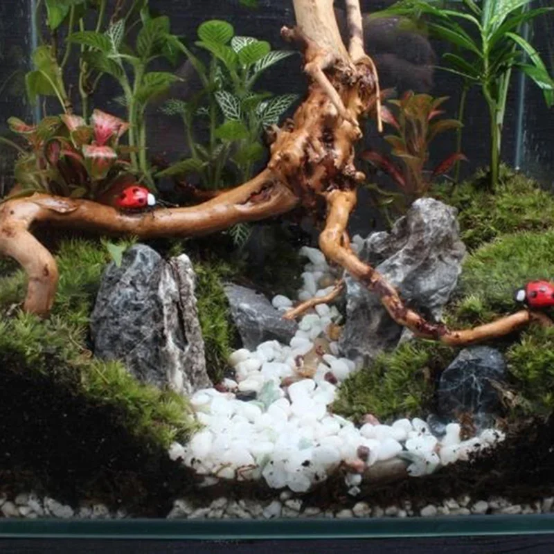 Natürlicher Baumstamm Treibhol – Aquarium Plant Live Bewertung und Preis