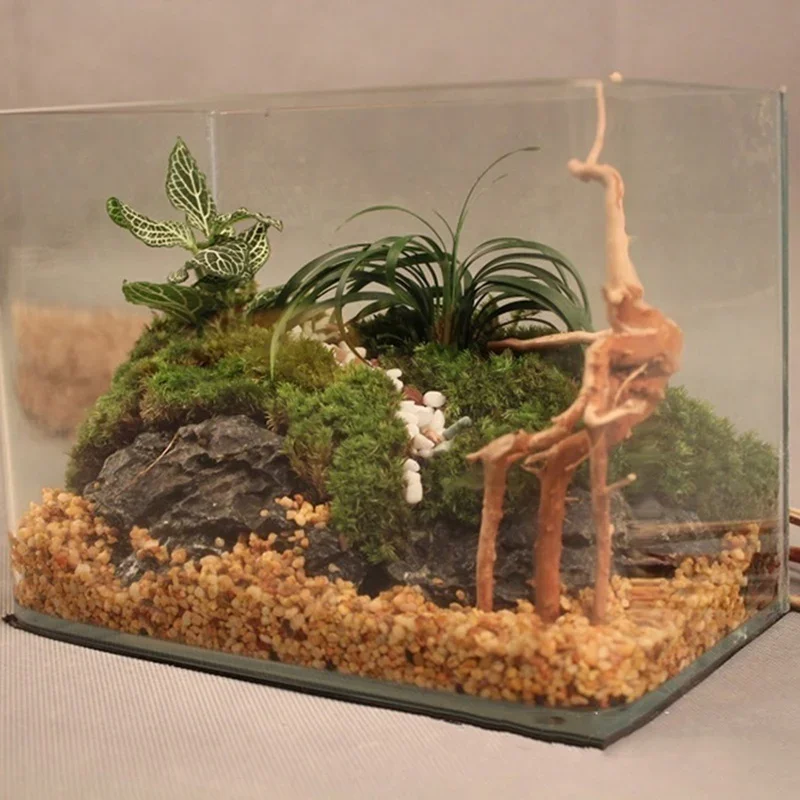 Natürlicher Baumstamm Treibhol – Aquarium Plant Live Bewertung und Preis