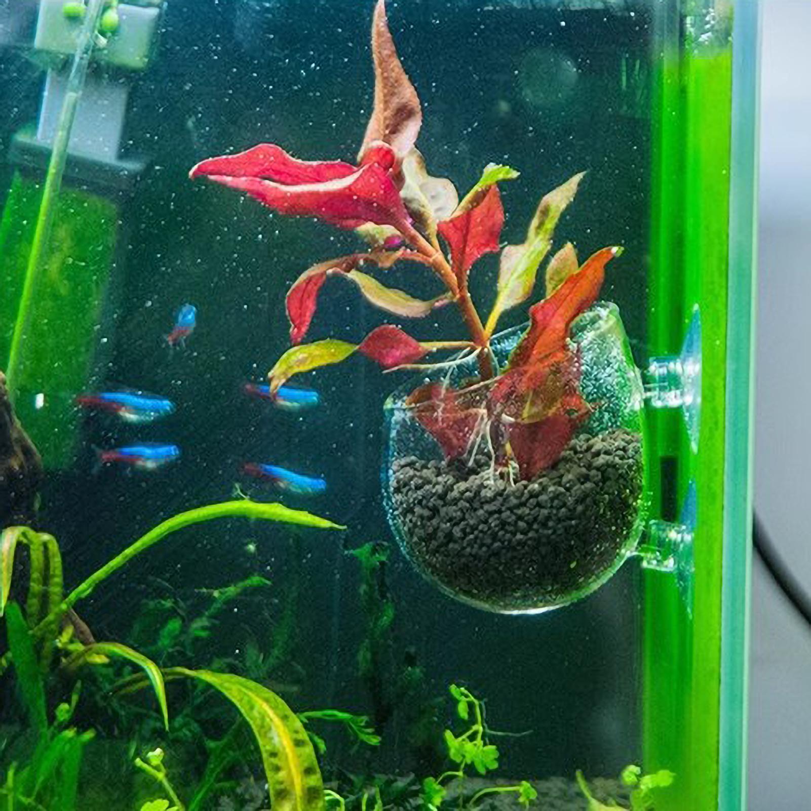 Aquarium-Pflanzenhalter Glas-W – Aquarium Plant Live Bewertung und Preis