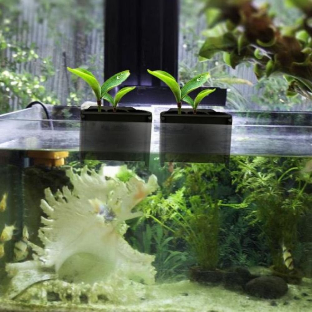 Mit integriertem Haken: Schwar – Emersed Plants Aquarium Bewertung und Preis