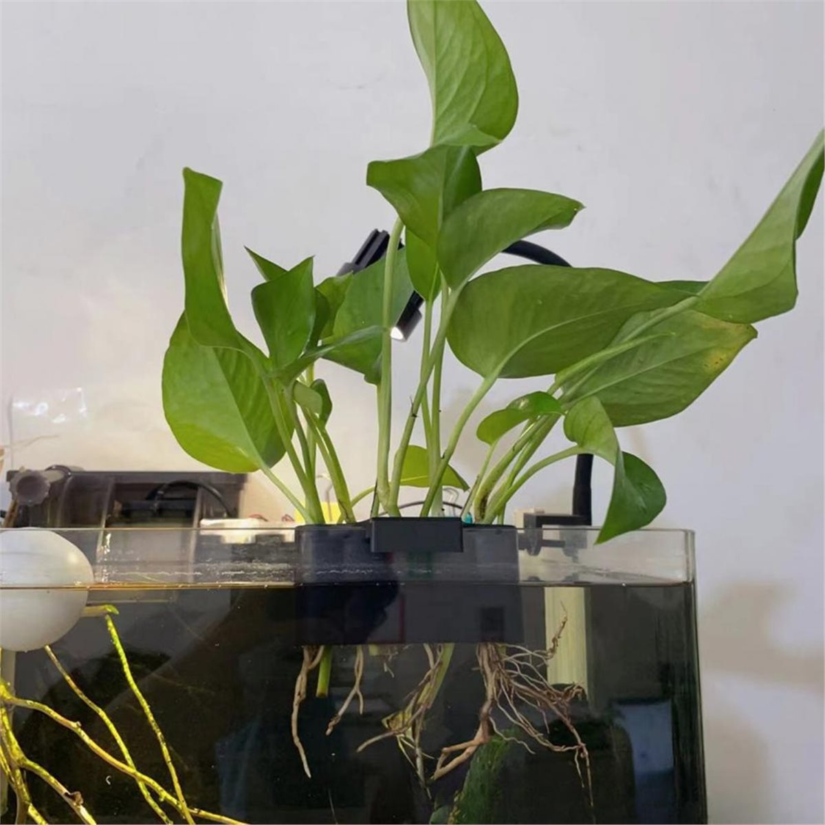 (ABAB) Aquarium-Pflanzenhalter – Emersed Plants Aquarium Bewertung und Preis