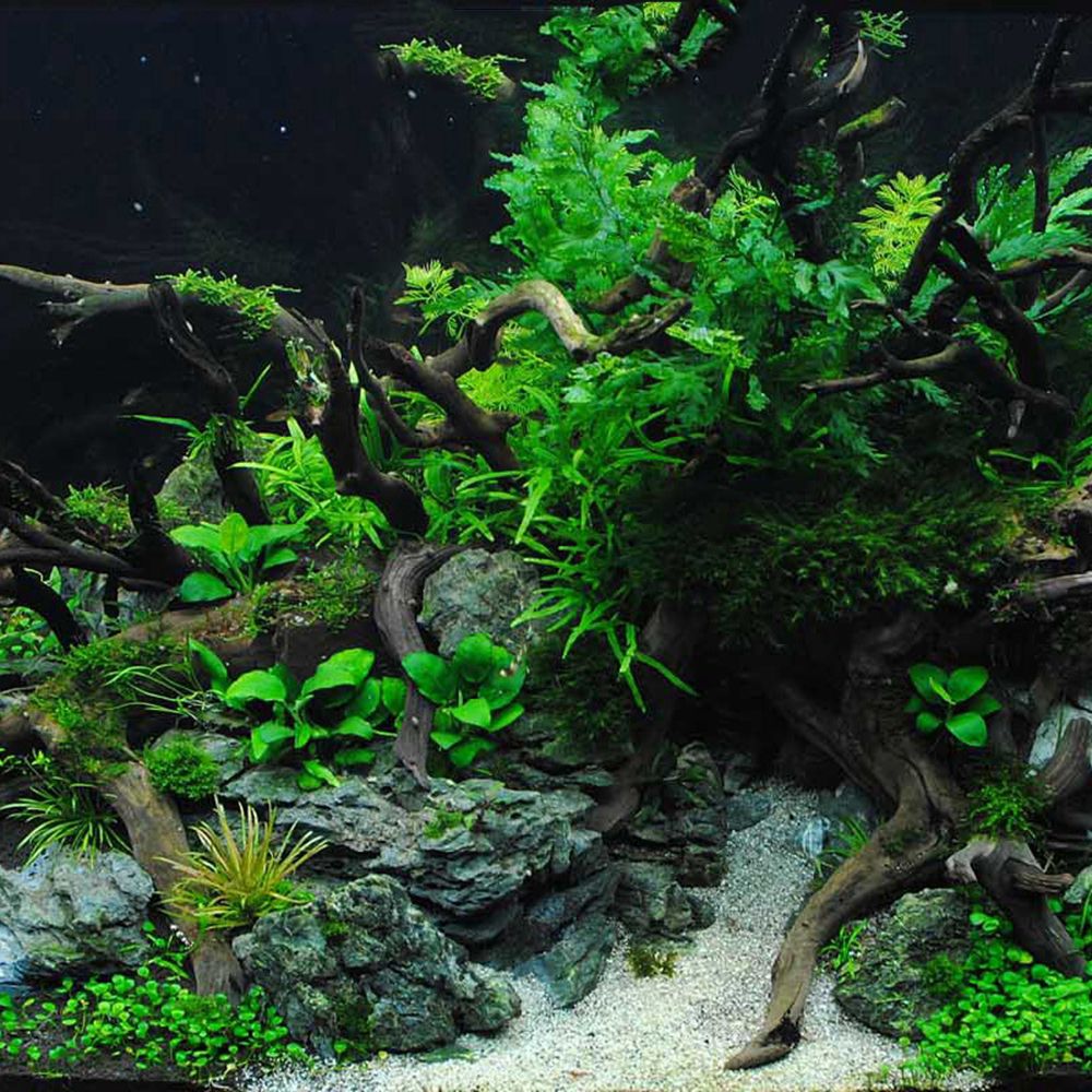 Holz N1N Landschaftsbau Aquari – Aquarium Plant Roots Bewertung und Preis