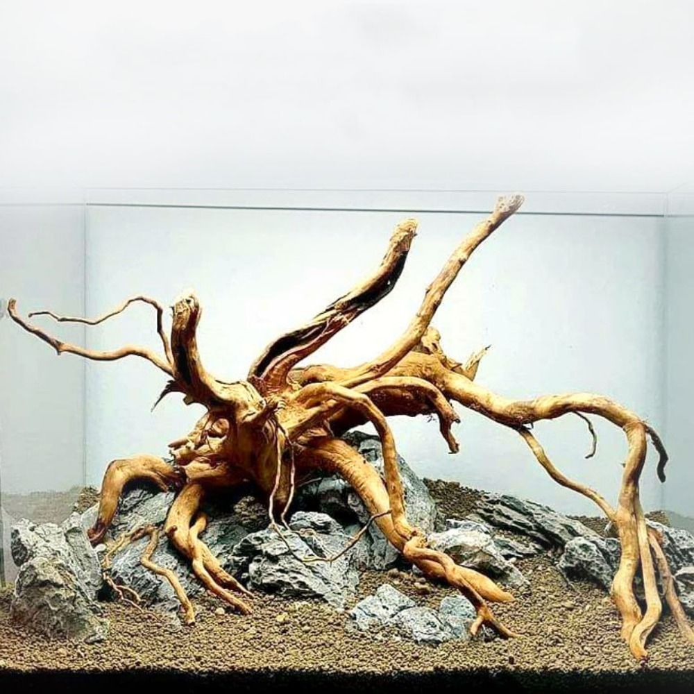 20-25CM Großes Aquarium-Treibh – Aquarium Planted Tree Bewertung und Preis