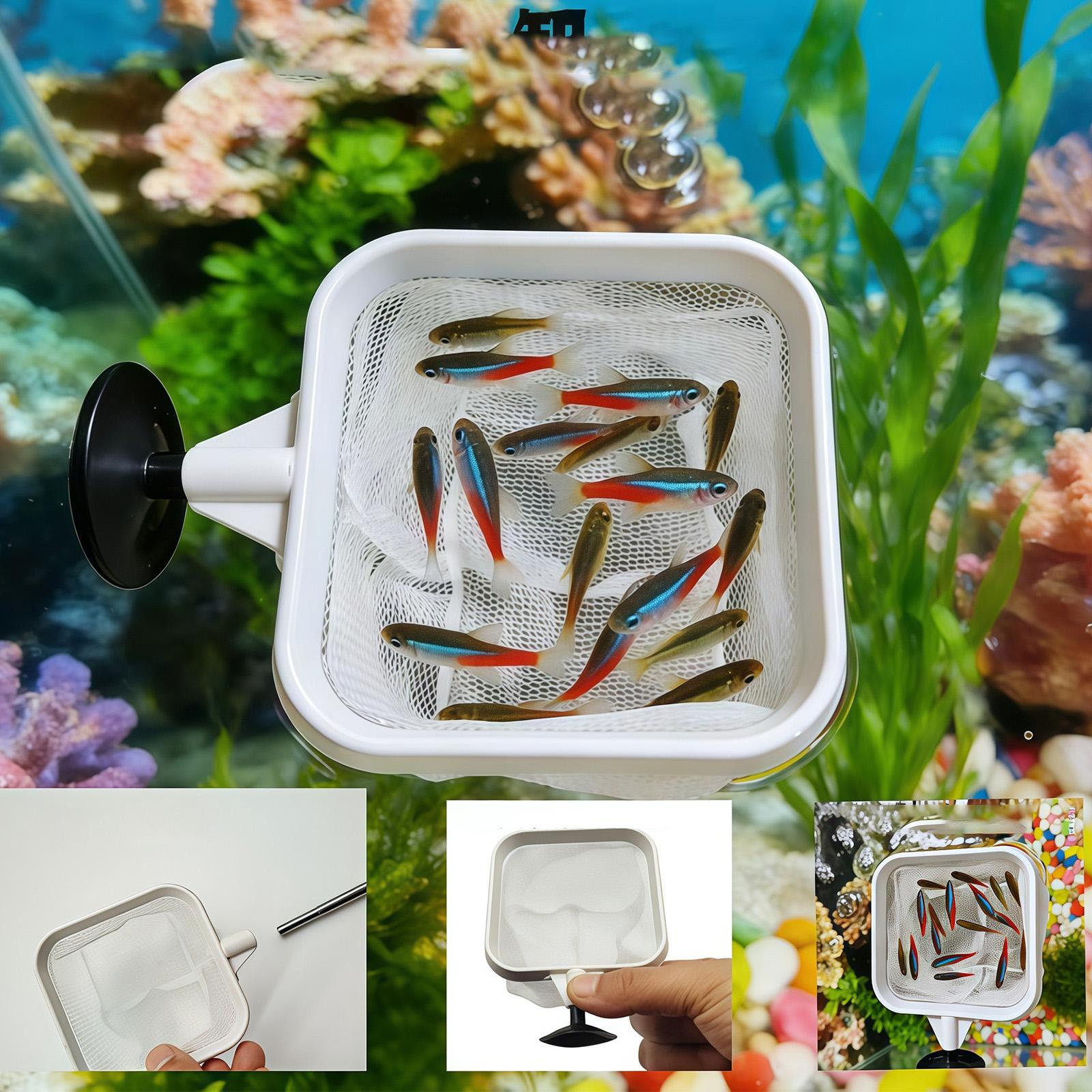 Ausziehbarer Langstiel-Feinmas – Aquarium Planted Tree Bewertung und Preis