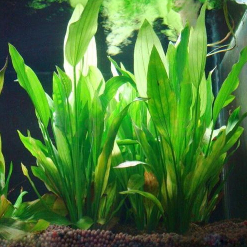 15cm künstliches Aquarium Deko – Aquarium Plant Live Bewertung und Preis