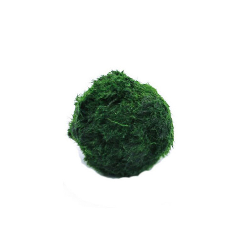 Marimo Moos Kugeln Live Aquari – Aquarium Plant Live Bewertung und Preis