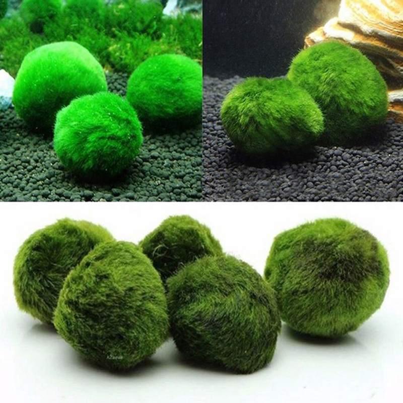 Marimo Moos Kugeln Live Aquari – Aquarium Plant Live Bewertung und Preis