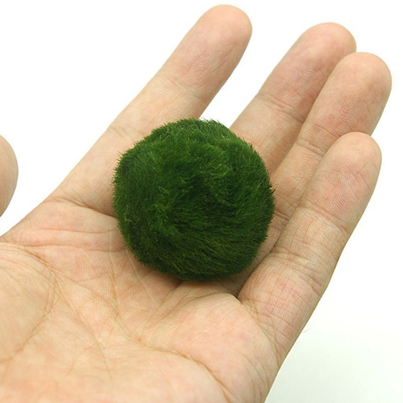 Marimo Moos Kugeln Live Aquari – Aquarium Plant Live Bewertung und Preis