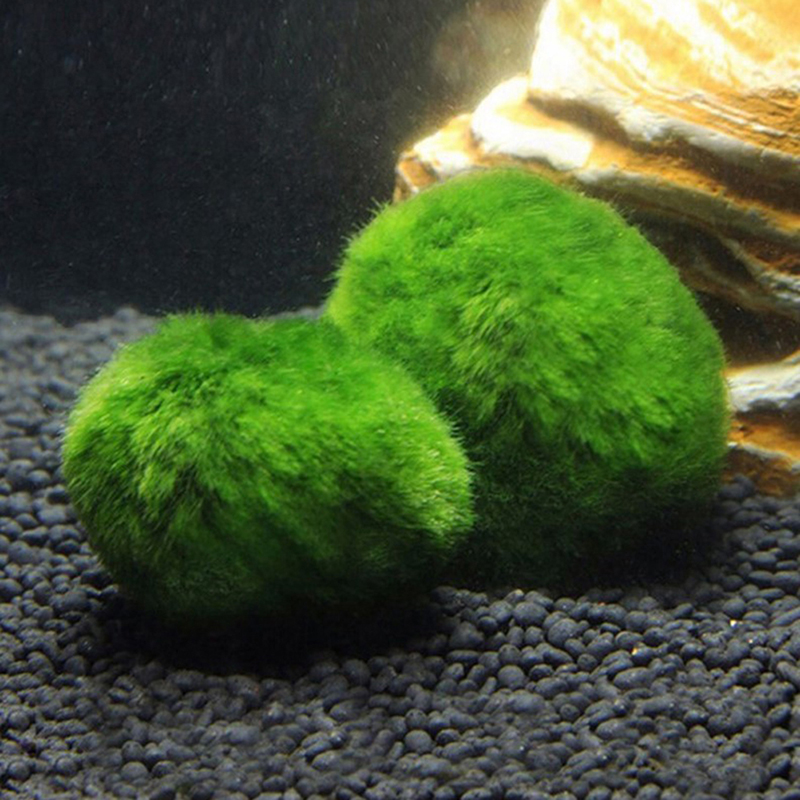 Marimo Moos Kugeln Live Aquari – Aquarium Plant Live Bewertung und Preis