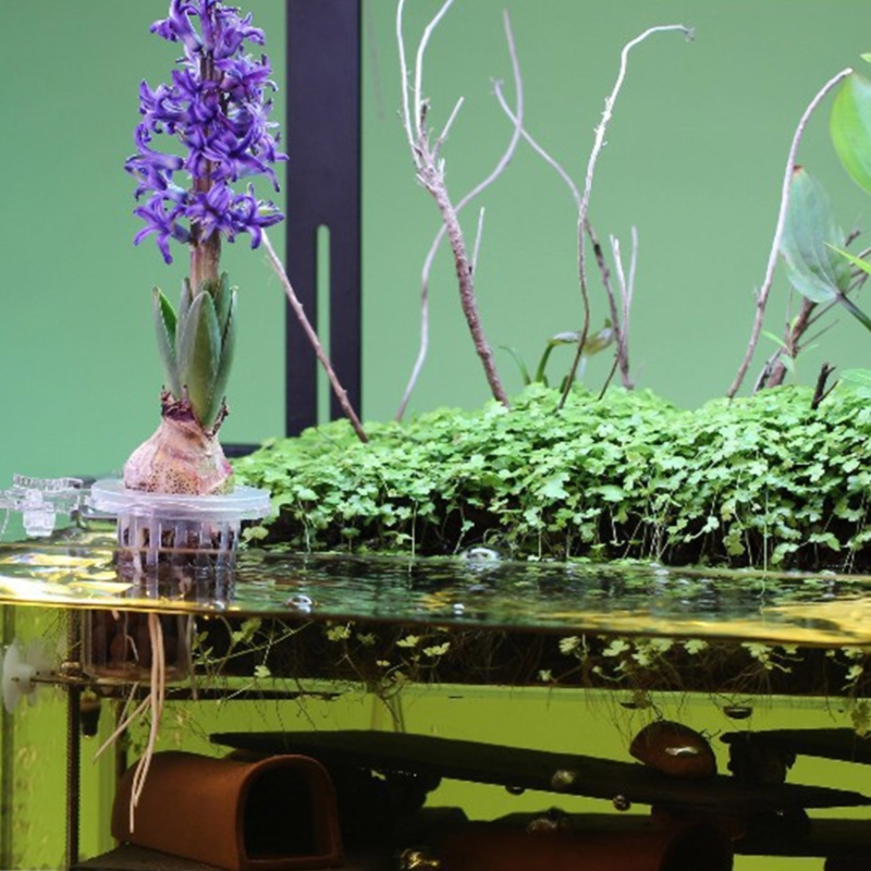 Aquarien Pflanzenständer Pflan – Emersed Plants Aquarium Bewertung und Preis