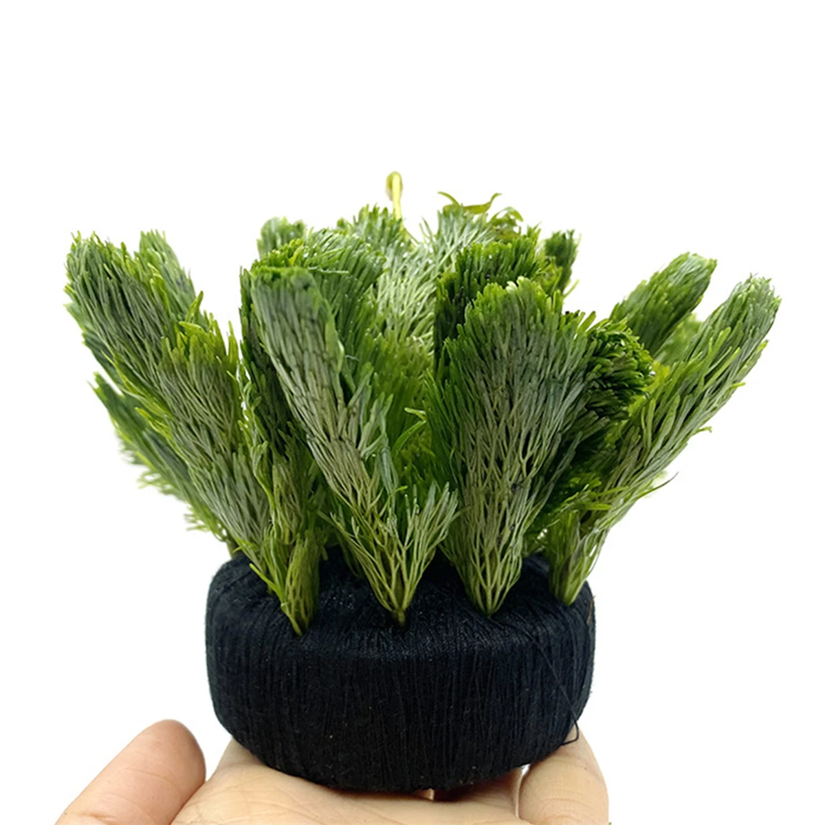 5Pcs Schwarz Aquarium Wasser G – Aquarium Plant Roots Bewertung und Preis
